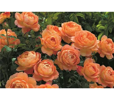 Rosa 'Lady of Shalott' STR Rosa 'Lady of Shalott' STR