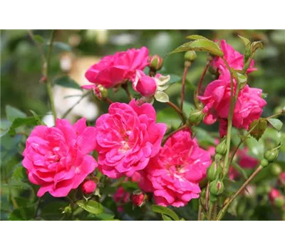 Rosa 'Lovely Fairy' -R- BDR Rosa 'Lovely Fairy' -R- BDR
