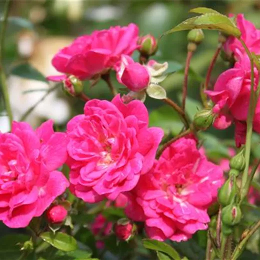 Rosa 'Lovely Fairy' -R- BDR Rosa 'Lovely Fairy' -R- BDR