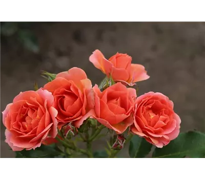 Rosa 'Mandarin 2016' -R- Z Rosa 'Mandarin 2016' -R- Z