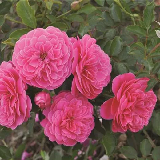 Rosa 'Rasperry'™ Taste of Love® Kollektion