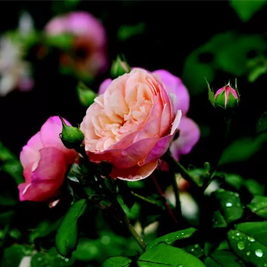 Rosa 'Eveline Wild'™ Taste of Love® Kollektion