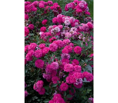 Rosa 'Roxy' -R- Z Rosa 'Roxy' -R- Z