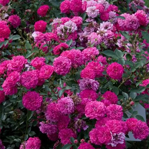 Rosa 'Roxy' -R- Z