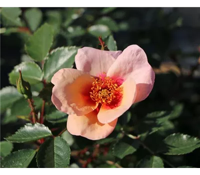 Rosa 'Smiling Eyes' -R- BT