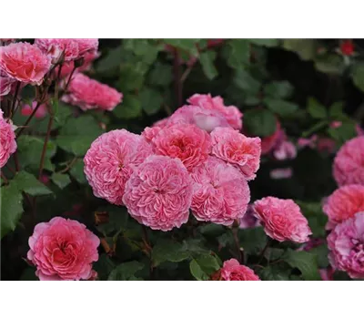 Rosa 'Theo Clevers'™ Taste of Love® Kollektion