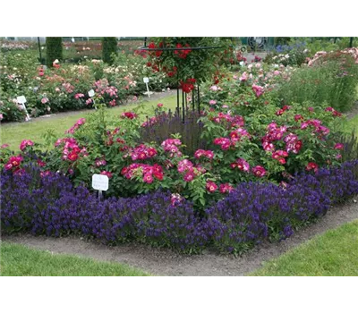 Rosa 'Weg der Sinne' -R- BDR Rosa 'Weg der Sinne' -R- BDR