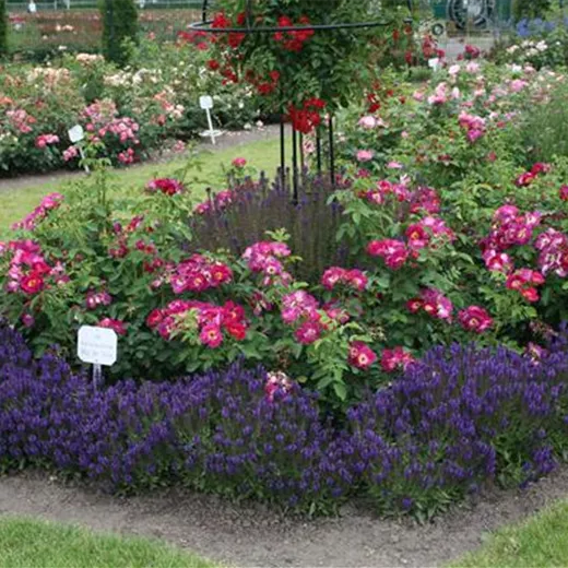 Rosa 'Weg der Sinne' -R- BDR Rosa 'Weg der Sinne' -R- BDR