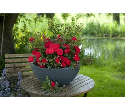 Rosa 'Zwergenfee 09' -R- Z Rosa 'Zwergenfee 09' -R- Z