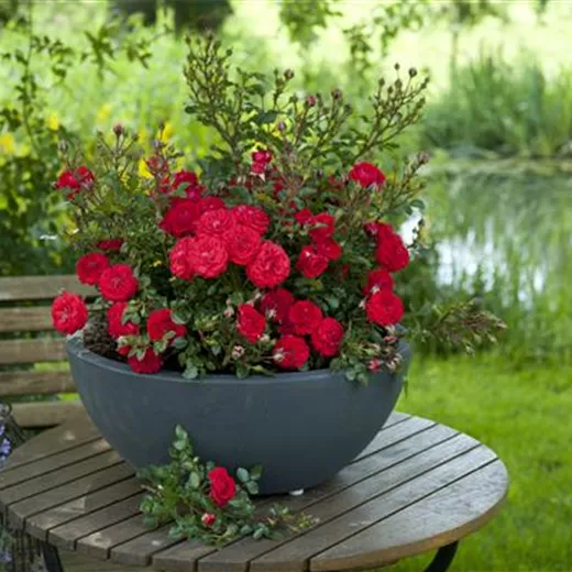 Rosa 'Zwergenfee 09' -R- Z Rosa 'Zwergenfee 09' -R- Z