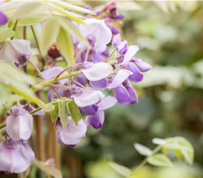 Wisteria sinensis 'Prolific' Wisteria sinensis 'Prolific'