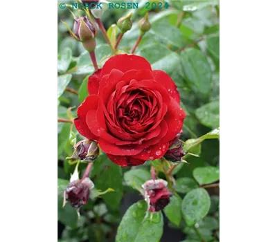 Rosa 'Belkanto' -R- KL Rosa 'Belkanto' -R- KL