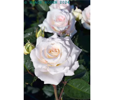 Rosa 'Certinia' -R- STR