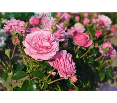 Rosa 'Crescendo' -R- BT