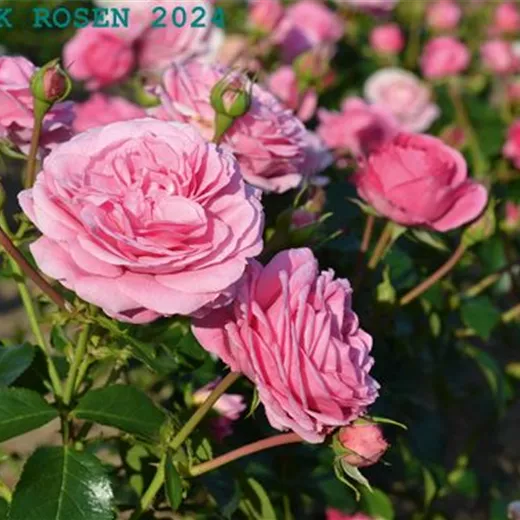 Rosa 'Crescendo' -R- BT Rosa 'Crescendo' -R- BT