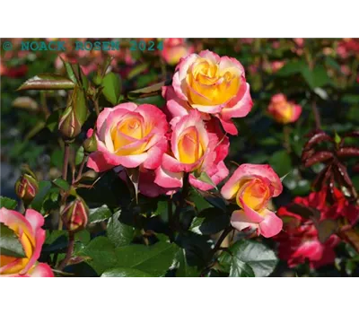 Rosa 'Euphoria' -R- BT