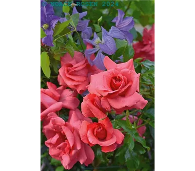 Rosa 'Fassadenzauber' -R- KL Rosa 'Fassadenzauber' -R- KL