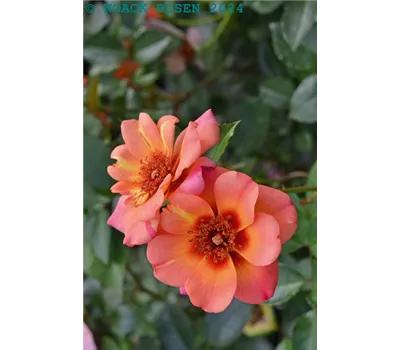 Rosa 'Jojo® Peach' BIENENROSE BDR Rosa 'Jojo® Peach' BIENENROSE BDR