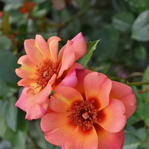 Rosa 'Jojo® Peach' BIENENROSE BDR