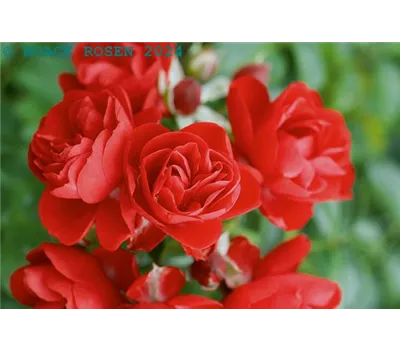 Rosa 'Sorrento' BIENENROSE BDR Rosa 'Sorrento' BIENENROSE BDR