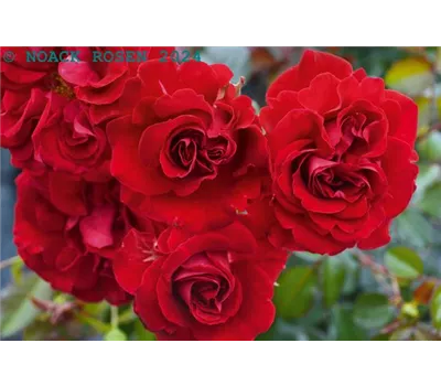 Rosa 'Tornella' -R- STR