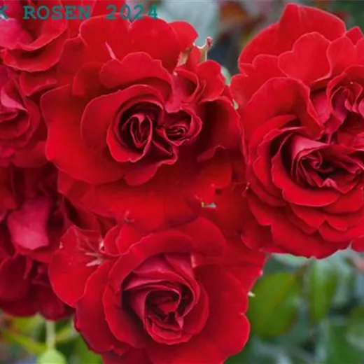 Rosa 'Tornella' -R- STR