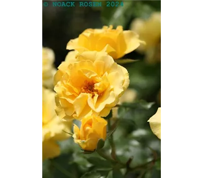 Rosa 'Westart' -R- BT