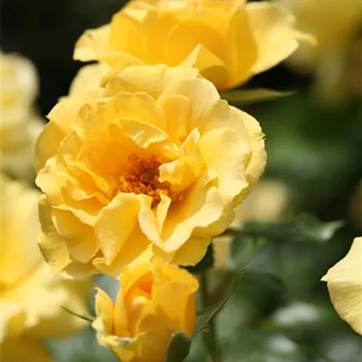 Rosa 'Westart' -R- BT