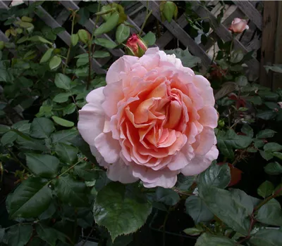 Rosa 'Melli' BT