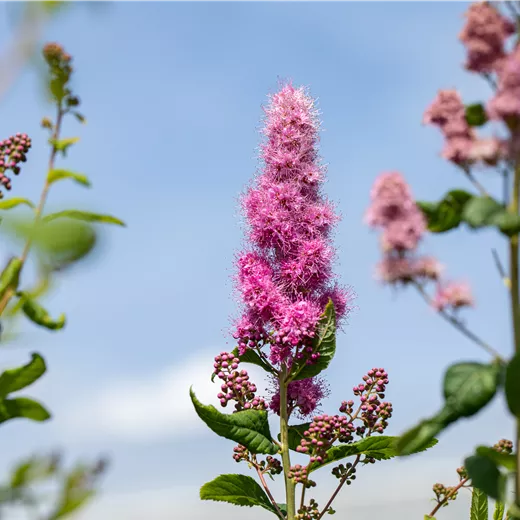 Spiraea billardii 'Triumphans' Spiraea billardii 'Triumphans'