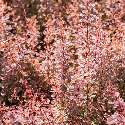 Berberis thunbergii 'Inspiration'