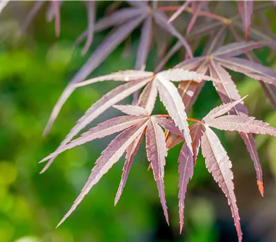 Acer palmatum 'Red Pygmy'