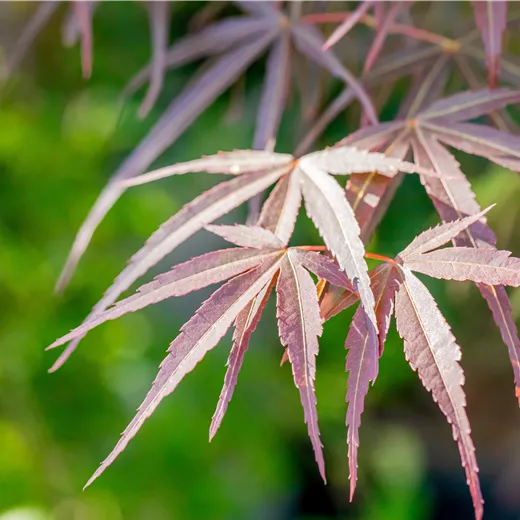 Acer palmatum 'Red Pygmy'