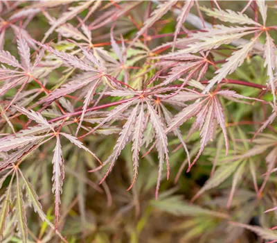 Acer palmatum 'Tamukeyama'
