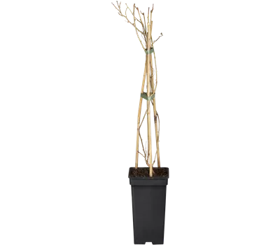 Actinidia arguta 'Weiki' -R-