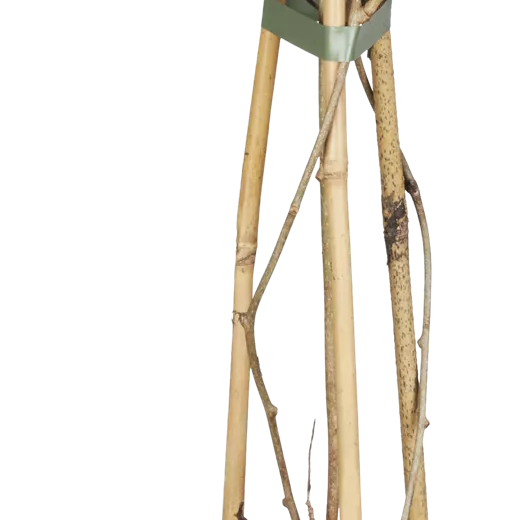 Actinidia arguta 'Weiki' -R-