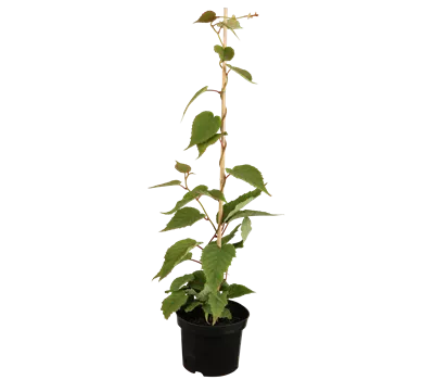 Actinidia chinensis 'Atlas' Actinidia chinensis 'Atlas'