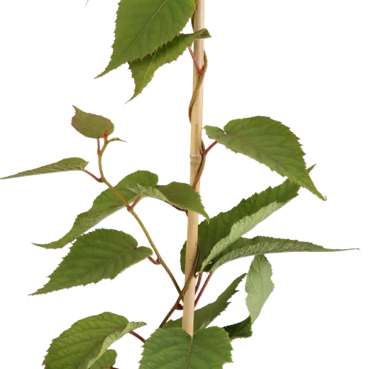 Actinidia chinensis 'Atlas' Actinidia chinensis 'Atlas'