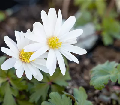 Anemone blanda 'White Splendour'