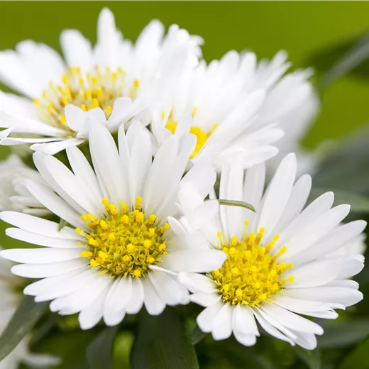 Aster ericoides v. pansus 'Snow Flurry'