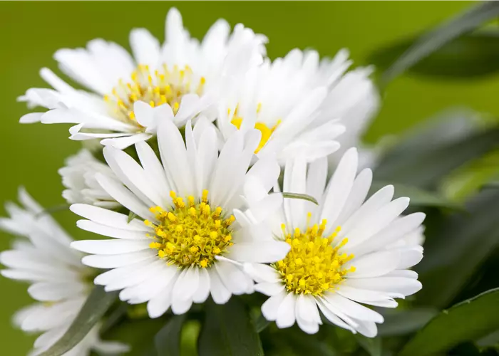 Aster ericoides v. pansus 'Snow Flurry'