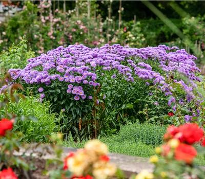 Aster novae-angliae 'Barr's Blue'