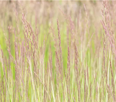 Calamagrostis x acutiflora 'Overdam'