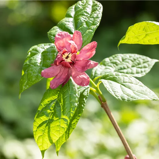 Calycanthus raulst.'Hartlage Wine' Calycanthus raulst.'Hartlage Wine'