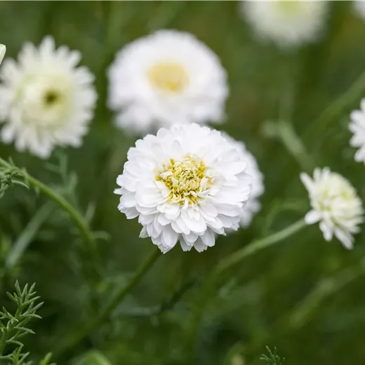 Chamaemelum nobile 'Plenum'