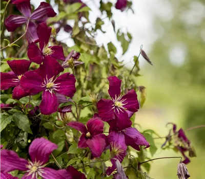 Clematis viticella 'Mad.Jules Correvon'