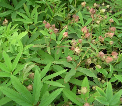 Comarum palustre Comarum palustre