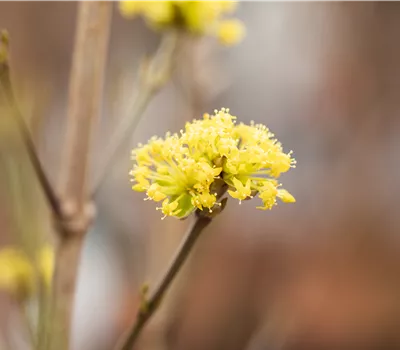 Cornus mas 'Aurea'