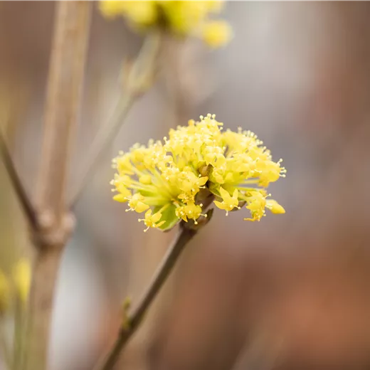 Cornus mas 'Aurea'