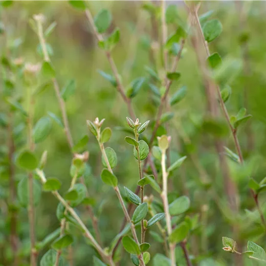 Cotoneaster dielsianus